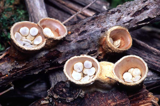 Bird's Nest Fungus: Crucibulum laeve - Mushroom Species Images